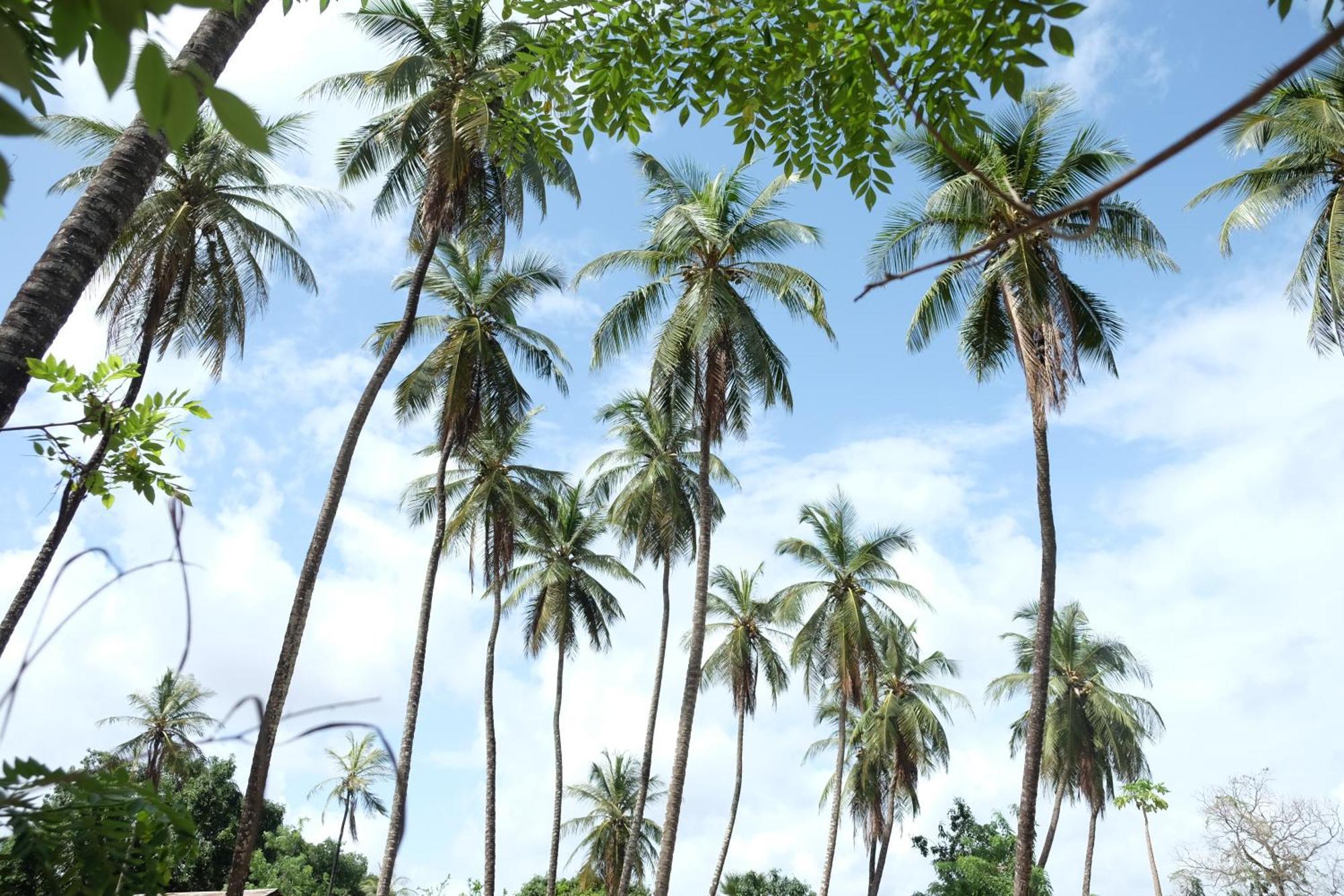Centre Touristique Et Culturel Casamance Guest House Diakene Ouolof Exterior foto